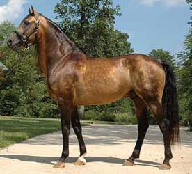 Buckskin Morgan