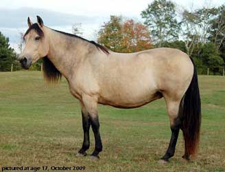 light buckskin horse