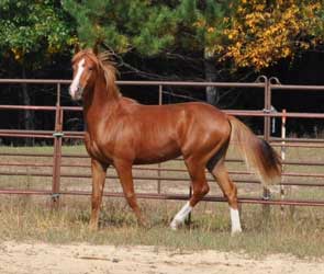 Chestnut Morgan