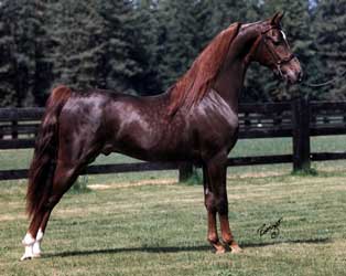 Chestnut Morgan