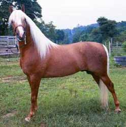 Palomino Morgan