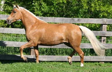 Palomino Morgan