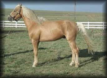 Palomino Morgan
