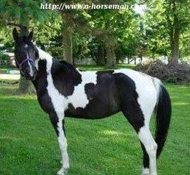 Pinto Abstang