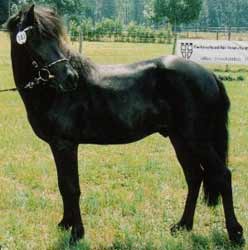 Black Aegidienberger