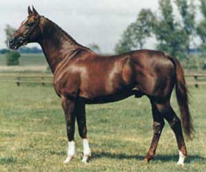 Chestnut Anglo-Arabian