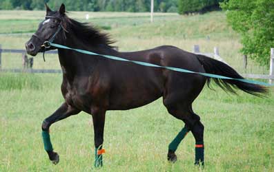 Bay Quarter Horse