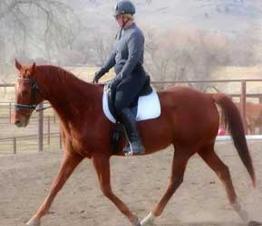 Bay Quarter Horse