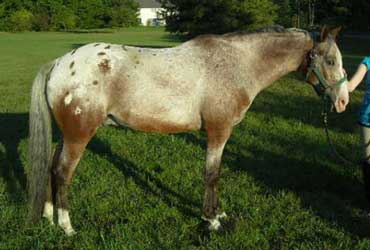Leopard Ara-Appaloosa