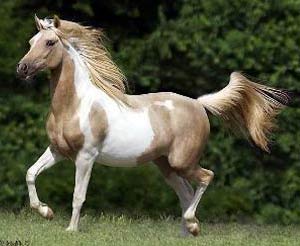 Pinto Half Arabian Half Chincoteague