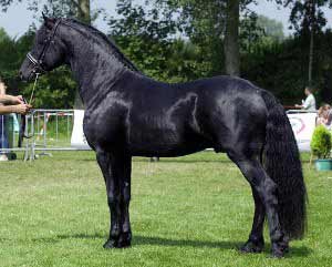 Black Arabo-Friesian