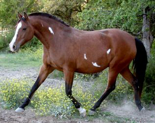 Pinto Azteca