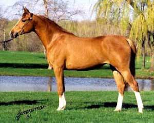 Chestnut Morab