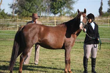 Chestnut Morab
