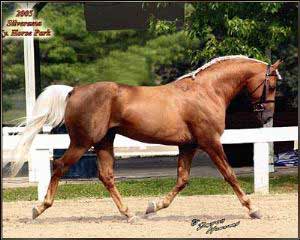 Palomino Morab