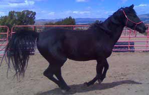 Black Quarab