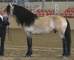 Buckskin Warlander