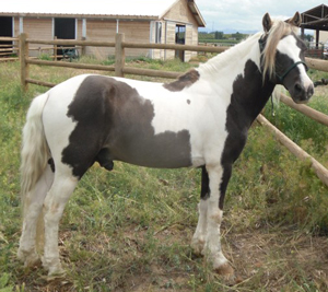 Pinto American Paint Pony