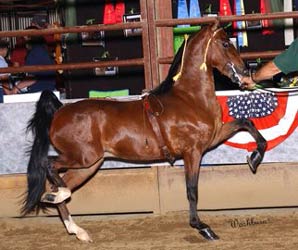 Bay American Shetland Pony