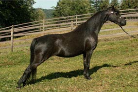 Black American Shetland Pony