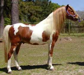 Pinto American Shetland