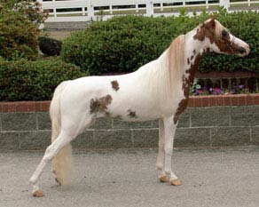 Pinto American Shetland