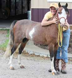 Roan Modern American Shetland