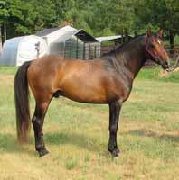 Bay American Sport Pony