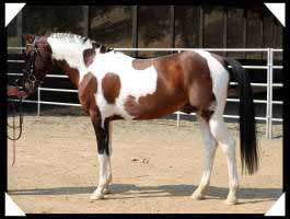 Pinto American Shetland