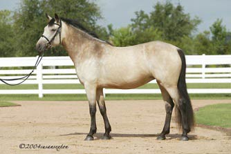 Buckskin Connemara Pony