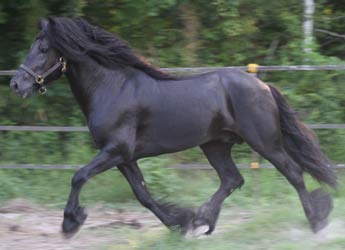 Black Dales Pony