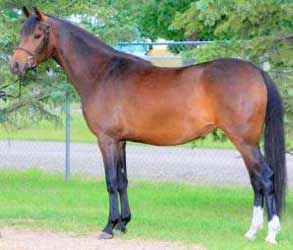 Bay German Riding Pony