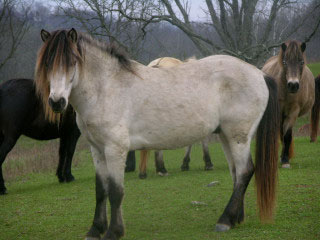 Buckskin Gotland Pony