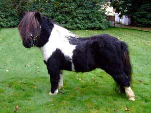 Pinto Shetland