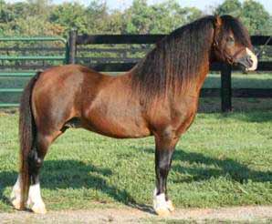 Bay Welsh Mountain Pony