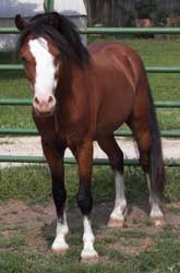 Bay Welsh Mountain Pony