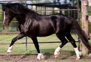 Black Welsh Mountain Pony