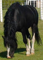 Black Welsh Mountain Pony