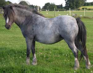 Roan Welsh Mountain Pony