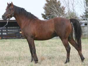 Bay Welsh Pony