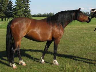 Bay Welsh Pony