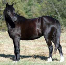 Black Welsh Pony