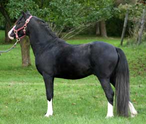 Black Welsh Pony