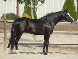 Black Welsh Pony