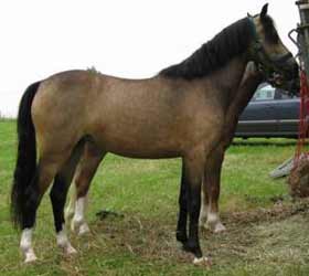 Buckskin Welsh Pony