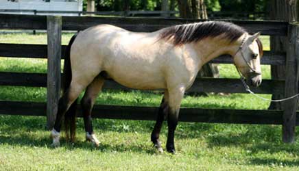 Buckskin Welsh Pony