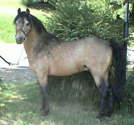 Buckskin Welsh Pony
