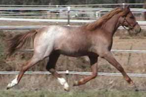 Roan Welsh Pony