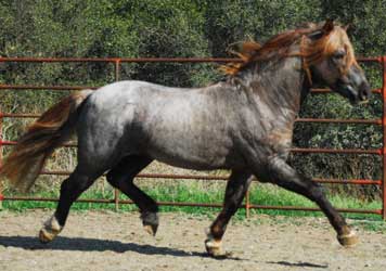 Roan Welsh Pony