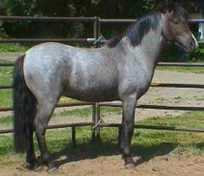 Roan Welsh Pony